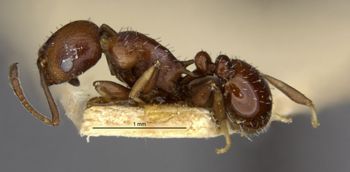 Media type: image;   Entomology 16368 Aspect: habitus lateral